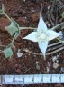 Gunniopsis glabra-2.jpg